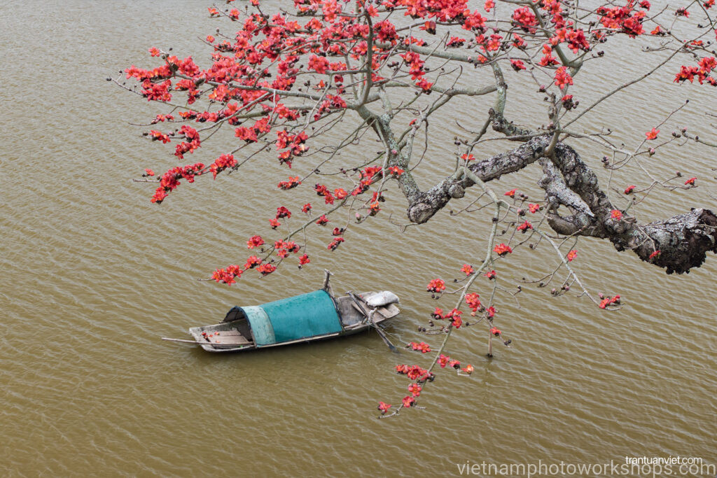 Red Cotton Bombax Tree