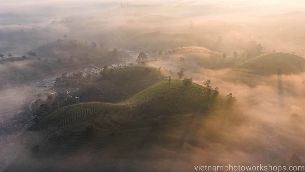 Fog over Long Coc Tea Plantation