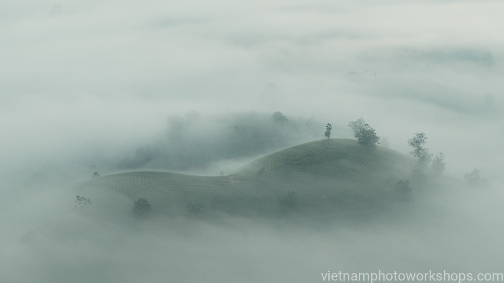 Long Coc Tea Plantation